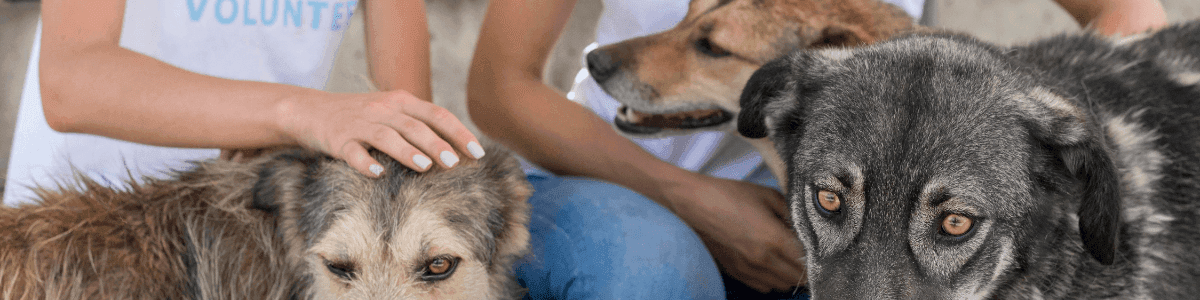 Como as alterações climáticas afetam cães e gatos: imagem representativa com duas voluntárias a cuidar de 3 cães