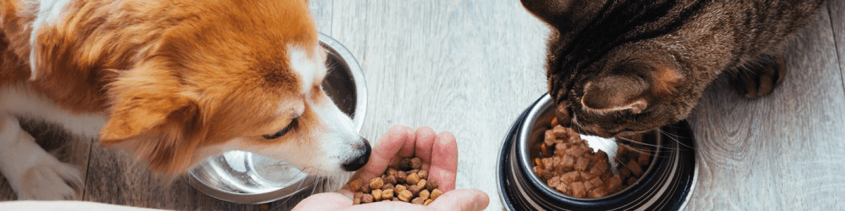 Imagem de um cão e um gato a comer juntos, simbolizando a importância de uma alimentação saudável para pets deve ser adequada e equilibrada