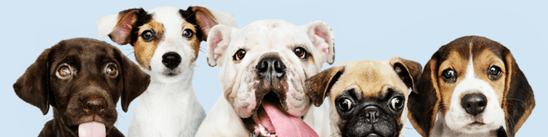 Como escolher um cão: Dicas e Cuidados