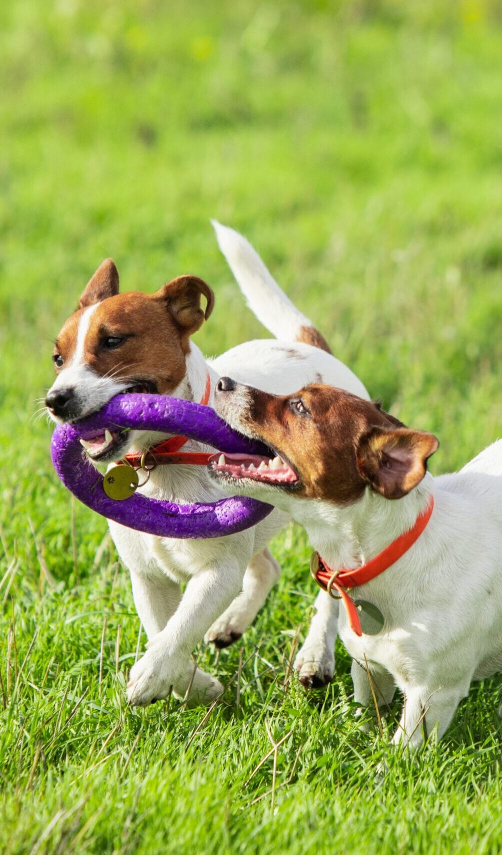 Quando escolher um cão, deve ter em consideração os cuidados essenciais para um pet saudável como o exercício físico e a socialização. Imagem com dois cães com brinquedo na boca