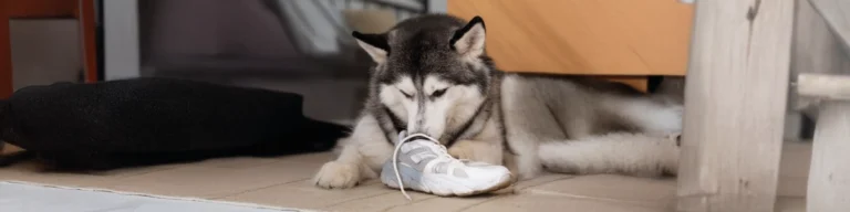 Como evitar que o teu cão roa móveis e outros objetos