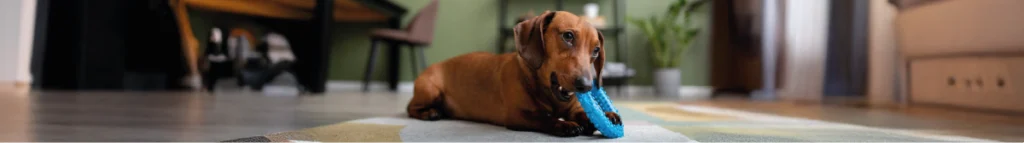 Estratégias práticas para evitar que o cão roa objetos