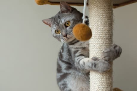 Gato abraçado ao arranhador, exercitando-se e estimulando os seus instintos naturais, essencial para reduzir o stress e a ansiedade felina.