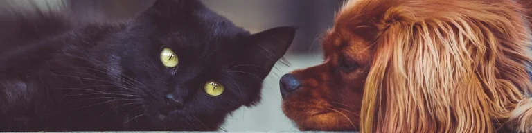 Sinais de alergia alimentar em cães e gatos e como atuar