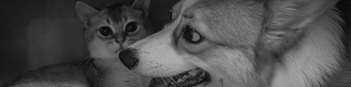 aliviar a ansiedade do teu animal de estimação