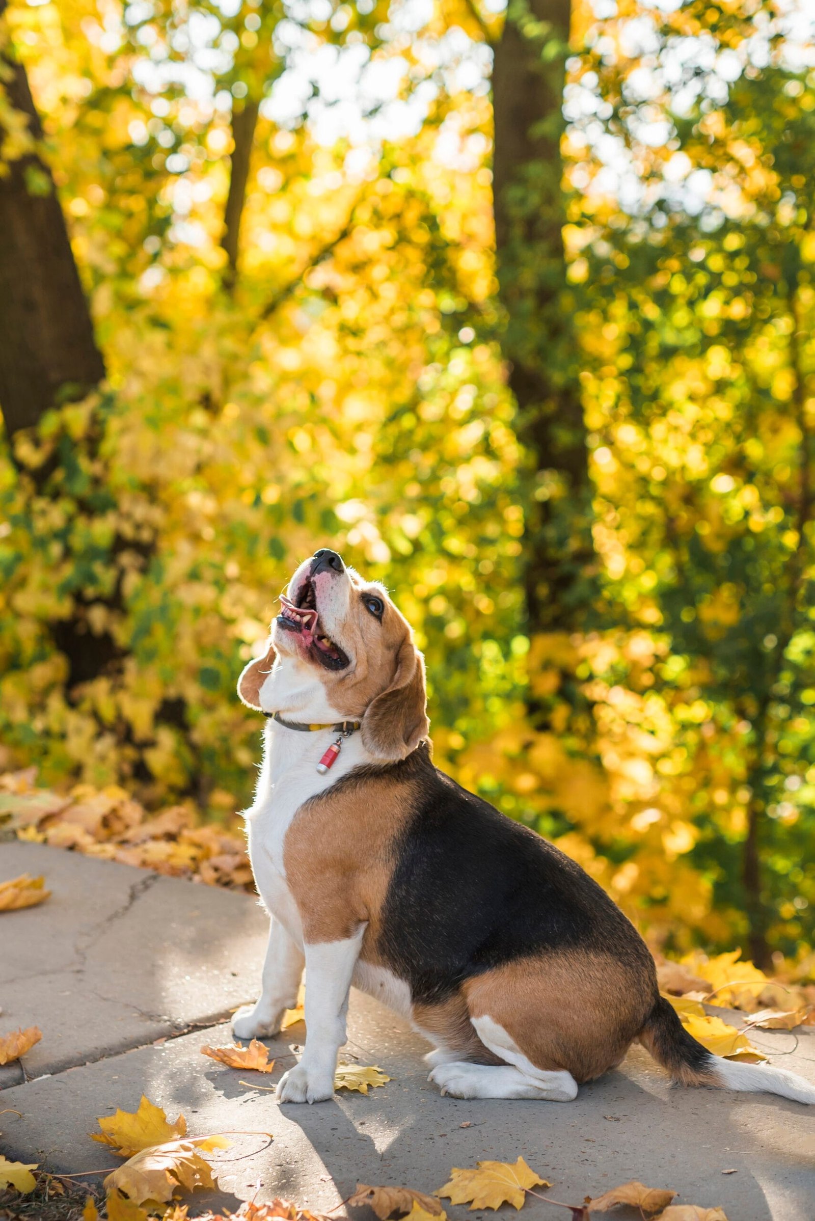 Beagle no parque, representando um cão médio em exercício. A imagem ilustra a importância da atividade física para cães de porte médio, promovendo a saúde e o bem-estar dos animais através de um plano de exercícios adequado