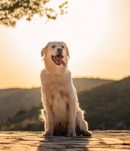 Labrador alegre ao amanhecer, simbolizando a energia e vitalidade dos cães grandes. Explore o nosso plano de exercícios ideal para manter o seu amigo saudável, ativo e cheio de energia!
