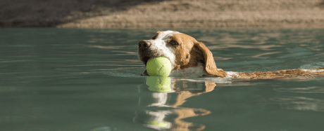 cão a nadar no lago, com bola brinquedo na boca. imagem representativa do impacto do calor nos cães