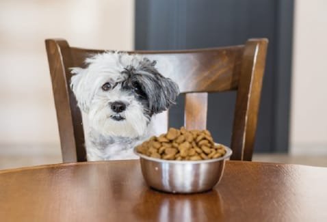Cão triste com tijela de comida à frente e sem vontade de comer