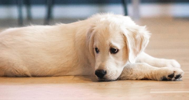 Cão triste deitado no chão a olhar para o vazio. Como Identificar e Ajudar o teu Cão a Superar a Ansiedade