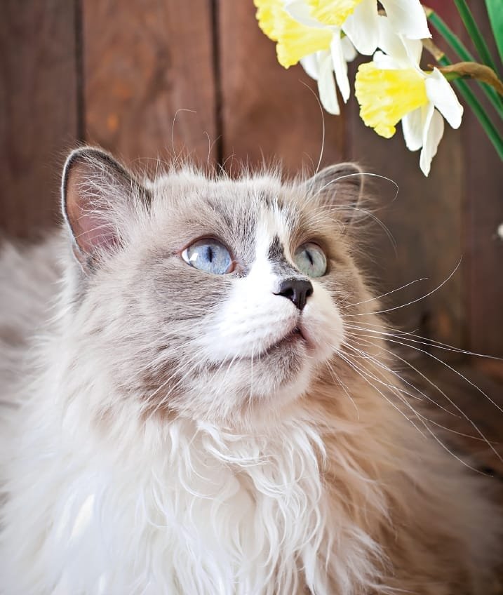 Gato Ragdoll a observar um vaso com narcisos, sugerindo a importância de ambientes tranquilos e estimulantes para o bem-estar e exercício físico dos felinos.