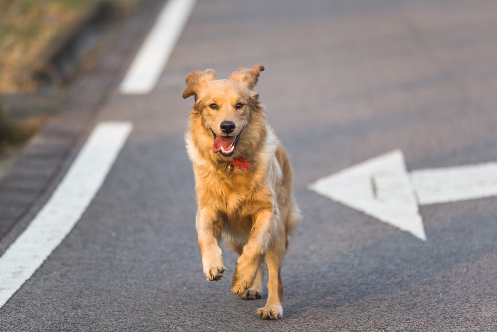 Cão a correr no asfalto