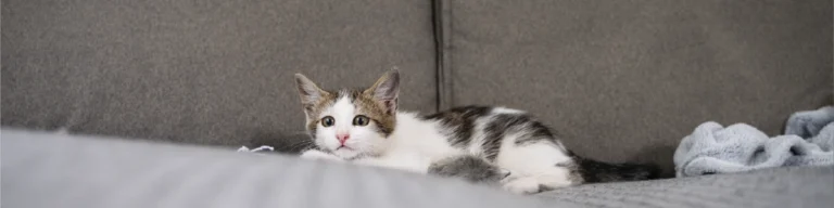 O que fazer quando o teu gato arranha sofás