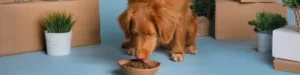 A Melhor Ração para Cão